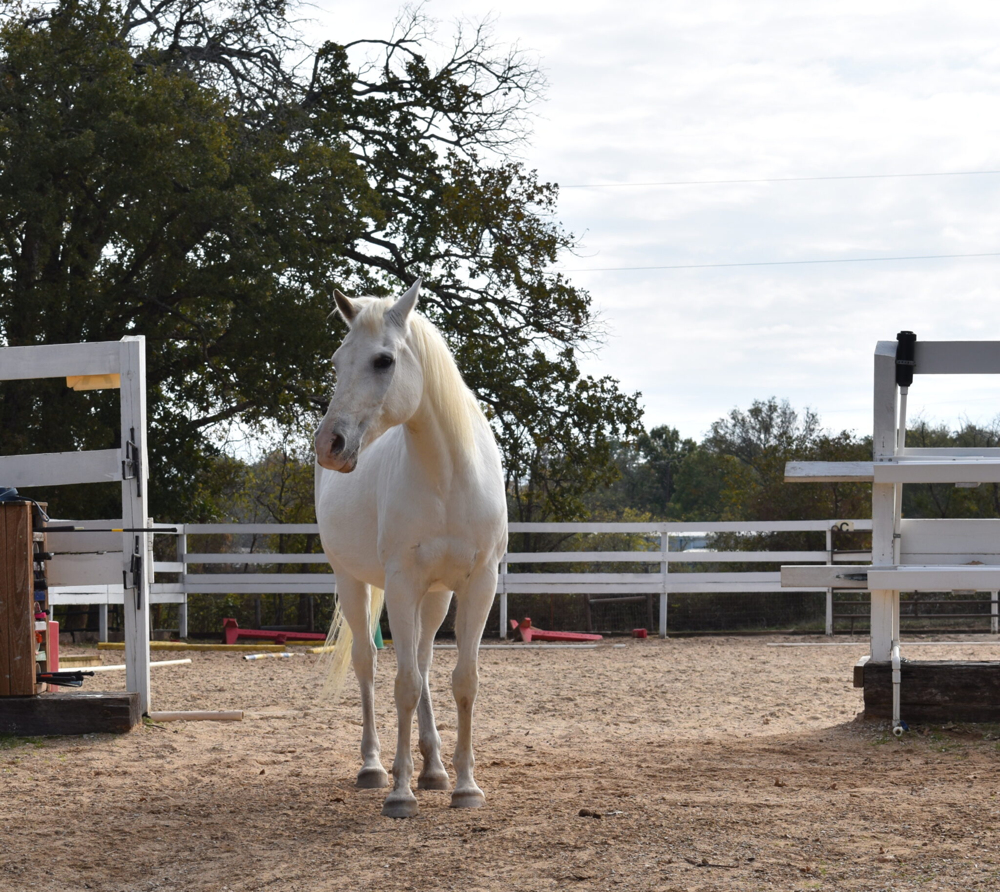 Horse Highlight – Missy - New Hope Therapeutic Riding