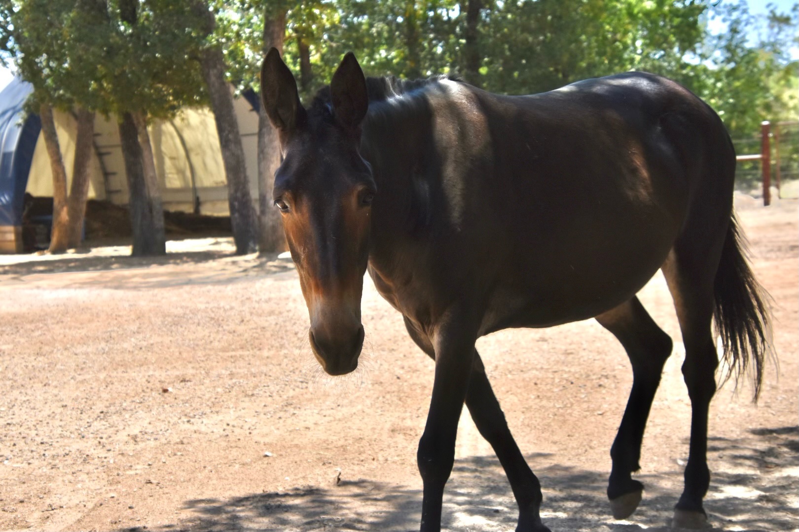 Daisy New Hope Therapy Mule