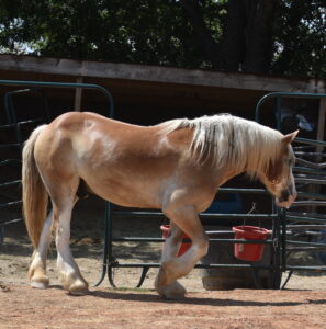 Tommy New Hope Therapy Horse