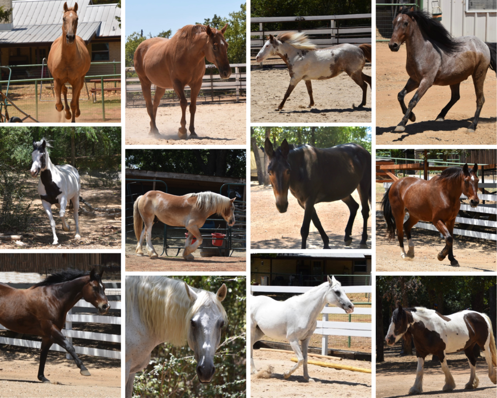 Horse Collage