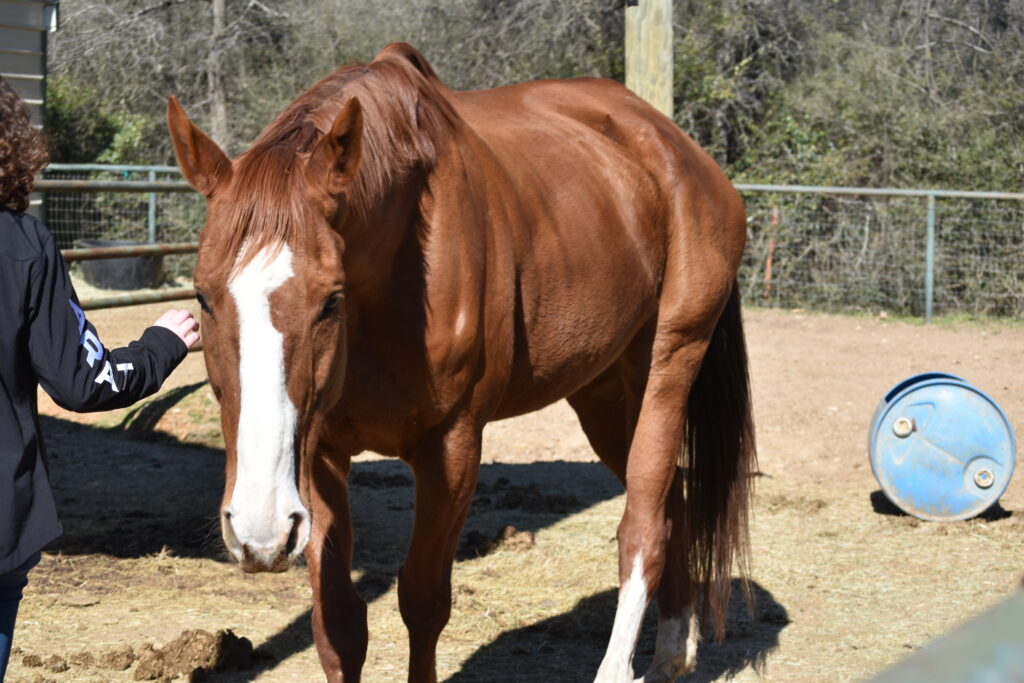 Sweet Pea - New Hope Therapy Horse