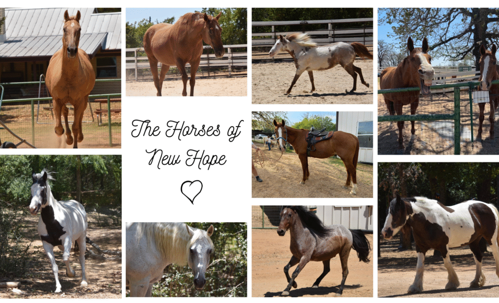 Horses of New Hope 2025