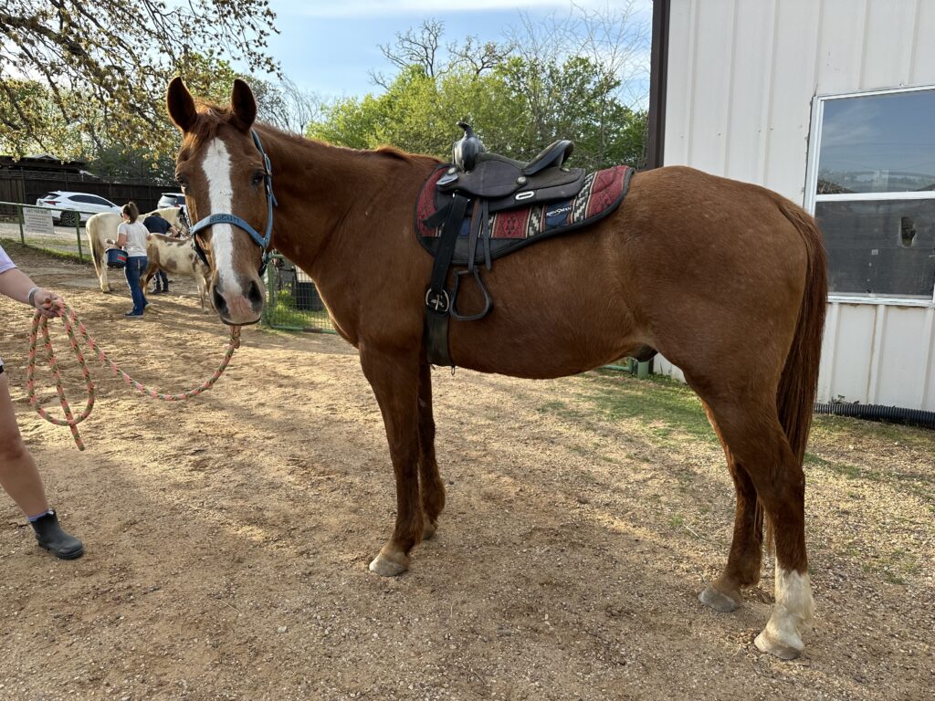 Biscuit - New Hope Therapy Horse