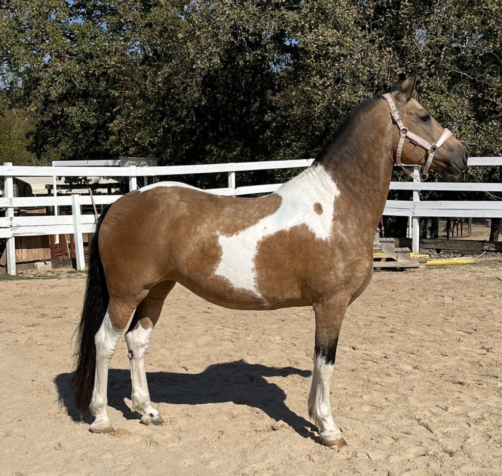 Cleo- New Hope Therapeutic Riding Horse