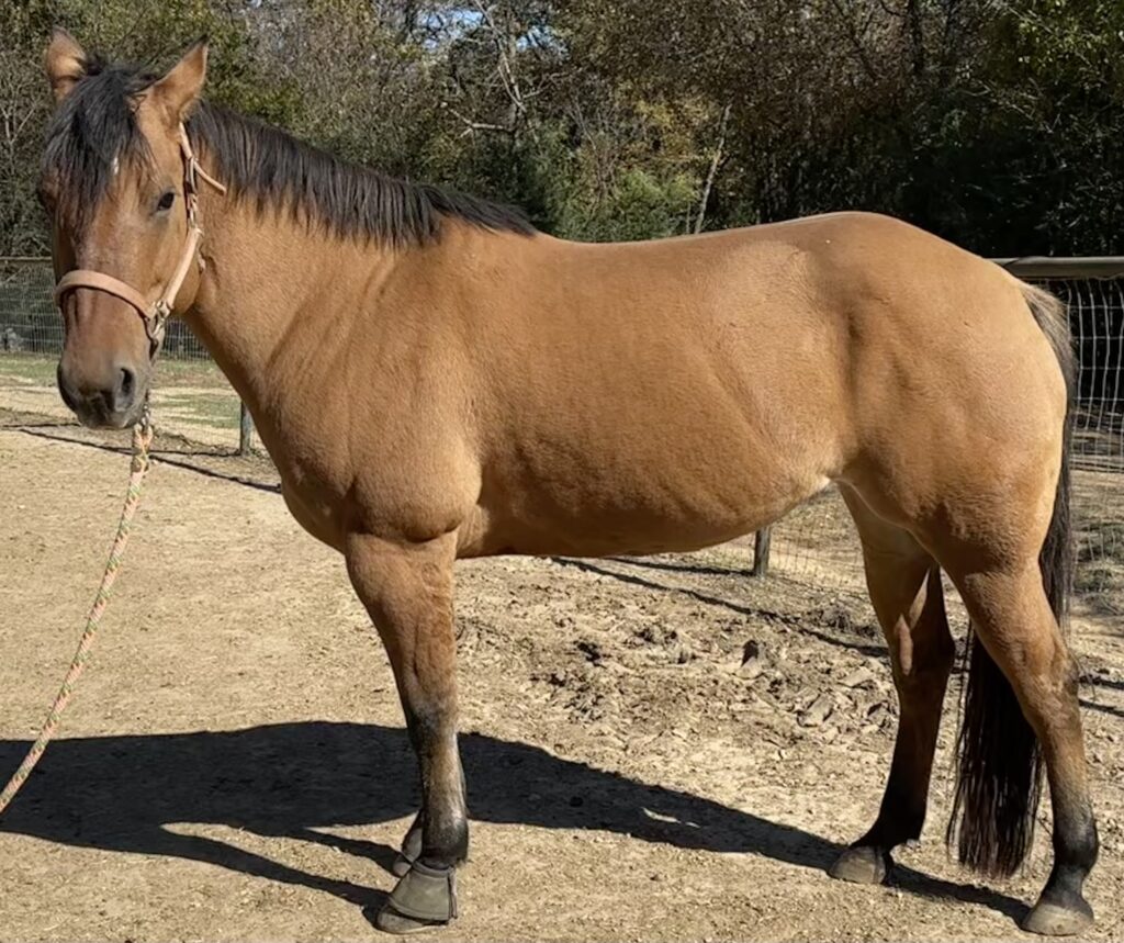Penni -New Hope Therapeutic Riding Horse